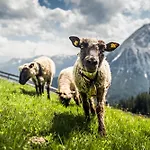 Lejlighed Waidmannsheil Seefeld in Tirol